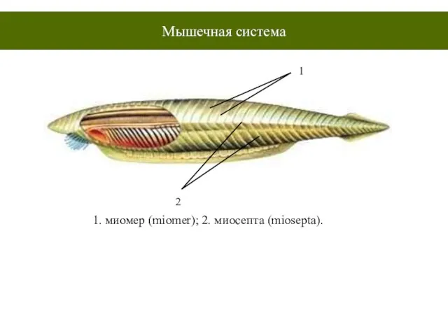 Мышечная система 1 2 1. миомер (miomer); 2. миосепта (miosepta).