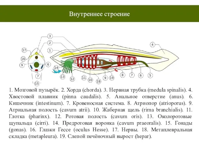 1. Мозговой пузырёк. 2. Хорда (chorda). 3. Нервная трубка (medula spinalis). 4.
