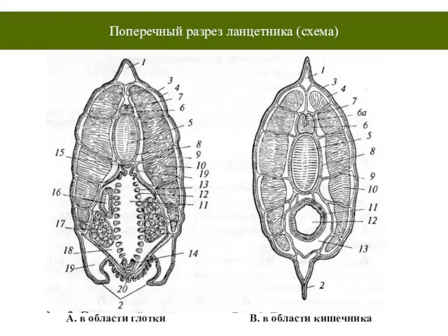 Поперечный разрез ланцетника (схема) А. в области глотки В. в области кишечника