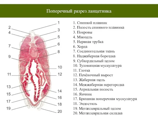 Поперечный разрез ланцетника 1. Спинной плавник 2. Полость спинного плавника 3. Покровы