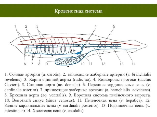 1. Сонные артерии (a. carotis). 2. выносящие жаберные артерии (a. branchialis revehens).