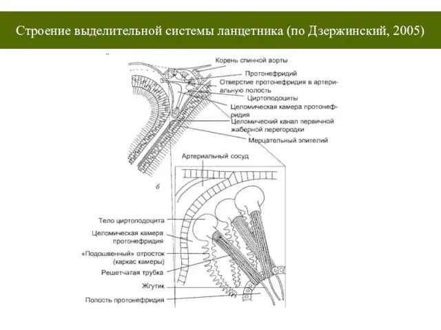 Строение выделительной системы ланцетника (по Дзержинский, 2005)