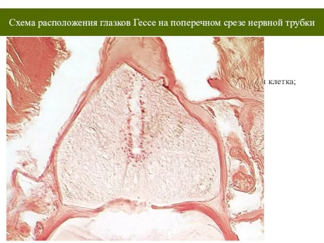 Схема расположения глазков Гессе на поперечном срезе нервной трубки Нервная трубка; 2.