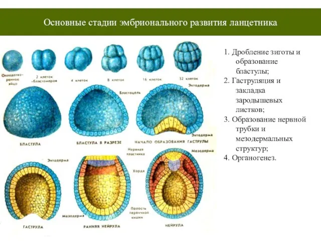 Органогенез бластула гаструла нейрула дробление зиготы. Стадии эмбрионального развития бластула гаструла. Нейрула ланцетника. Бластула ланцетника. Дробление и образование бластулы.