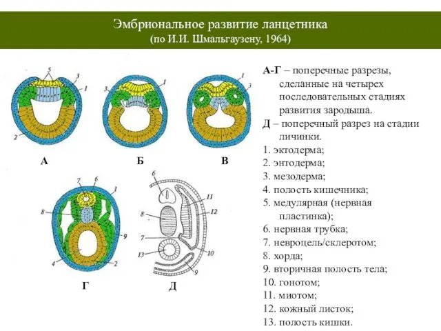 Эмбриональное развитие ланцетника (по И.И. Шмальгаузену, 1964) А-Г – поперечные разрезы, сделанные