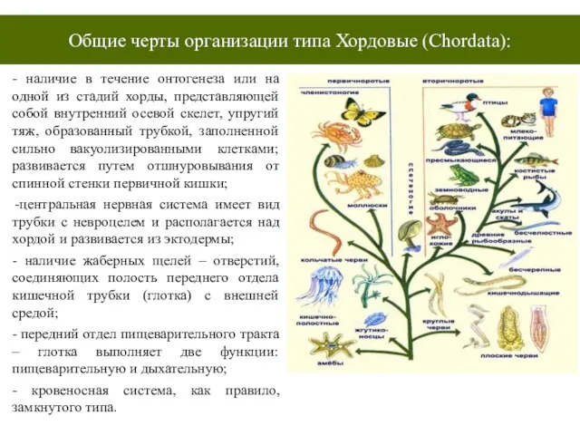 - наличие в течение онтогенеза или на одной из стадий хорды, представляющей