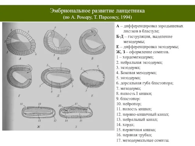 Эмбриональное развитие ланцетника (по А. Ромеру, Т. Парсонсу, 1994) А – дифференцировка