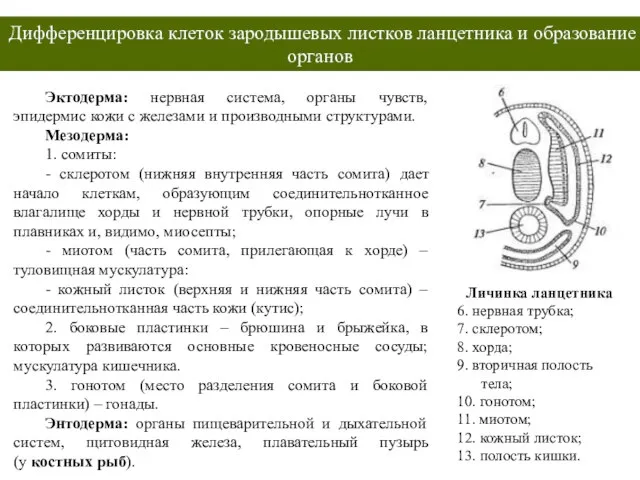 Дифференцировка клеток зародышевых листков ланцетника и образование органов Эктодерма: нервная система, органы