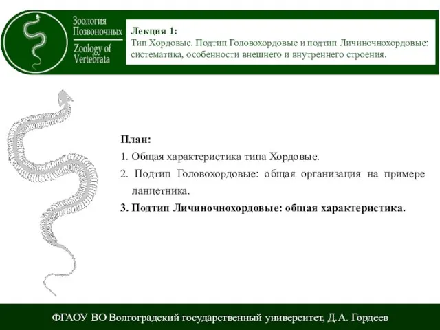 ФГАОУ ВО Волгоградский государственный университет, Д.А. Гордеев Лекция 1: Тип Хордовые. Подтип