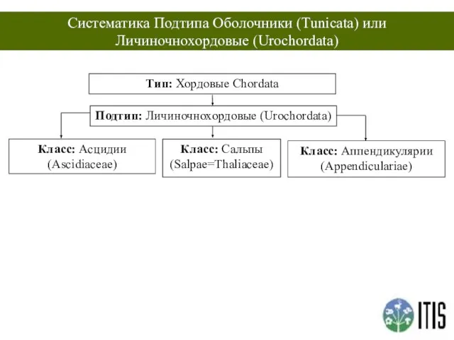 Подтип: Личиночнохордовые (Urochordata) Класс: Асцидии (Ascidiaceae) Класс: Сальпы (Salpae=Thaliaceae) Класс: Аппендикулярии (Appendiculariae)