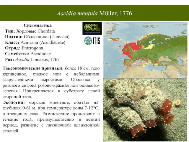 Ascidia mentula Müller, 1776 Систематика Тип: Хордовые Chordata Подтип: Оболочники (Tunicata) Класс: