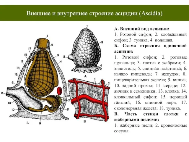 Внешнее и внутреннее строение асцидии (Ascidia) А. Внешний вид асцидии: 1. Ротовой