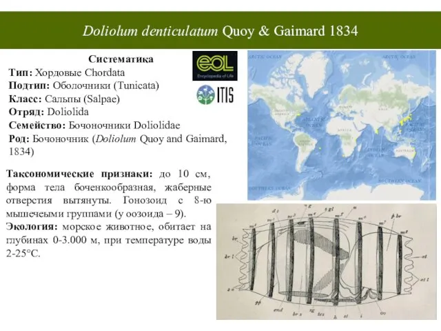 Doliolum denticulatum Quoy & Gaimard 1834 Систематика Тип: Хордовые Chordata Подтип: Оболочники
