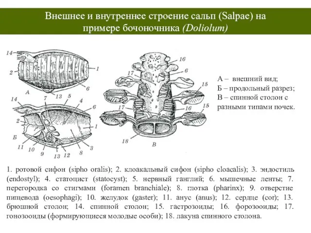 1. ротовой сифон (sipho oralis); 2. клоакальный сифон (sipho cloacalis); 3. эндостиль