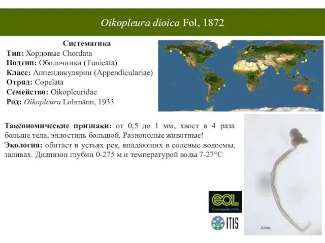 Oikopleura dioica Fol, 1872 Систематика Тип: Хордовые Chordata Подтип: Оболочники (Tunicata) Класс: