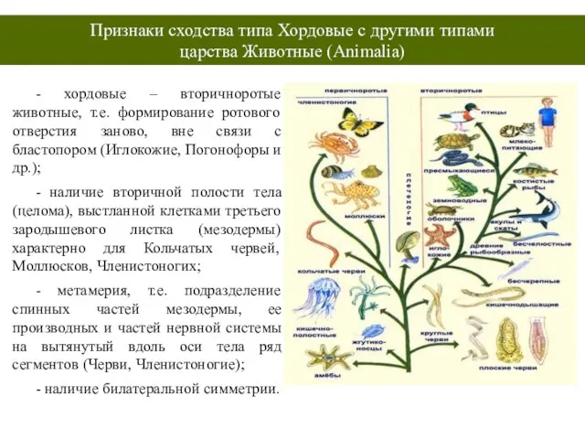 Выберите характерные признаки хордовых животных