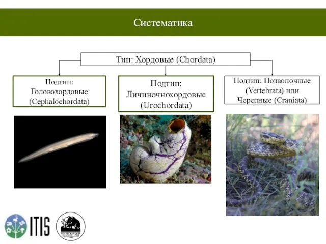 Систематика Тип: Хордовые (Chordata) Подтип: Головохордовые (Cephalochordata) Подтип: Личиночнохордовые (Urochordata) Подтип: Позвоночные (Vertebrata) или Черепные (Craniata)