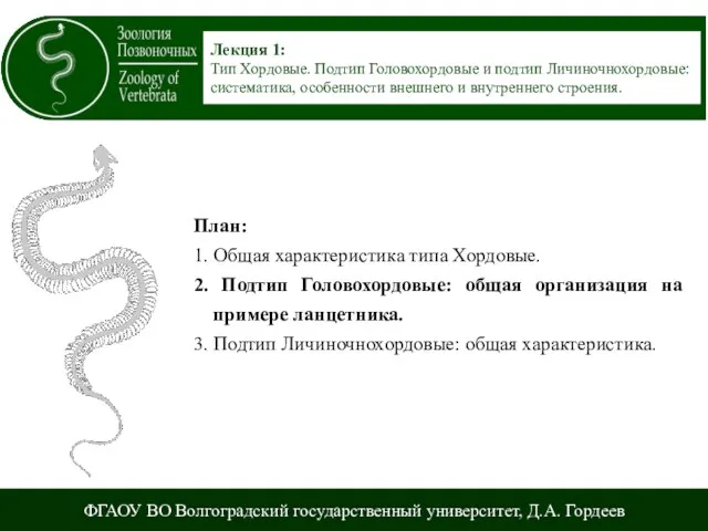 ФГАОУ ВО Волгоградский государственный университет, Д.А. Гордеев Лекция 1: Тип Хордовые. Подтип