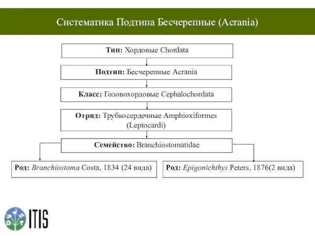 Систематика Подтипа Бесчерепные (Acrania) Тип: Хордовые Chordata Подтип: Бесчерепные Acrania Класс: Головохордовые