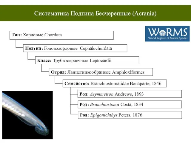 Систематика Подтипа Бесчерепные (Acrania) Тип: Хордовые Chordata Подтип: Головохордовые Cephalochordata Класс: Трубкосердечные
