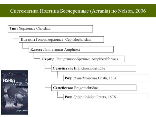 Систематика Подтипа Бесчерепные (Acrania) по Nelson, 2006 Тип: Хордовые Chordata Подтип: Головохордовые