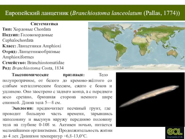 Европейский ланцетник (Branchiostoma lanceolatum (Pallas, 1774)) Систематика Тип: Хордовые Chordata Подтип: Головохордовые