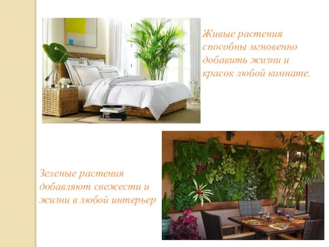 Живые растения способны мгновенно добавить жизни и красок любой комнате. Зеленые растения