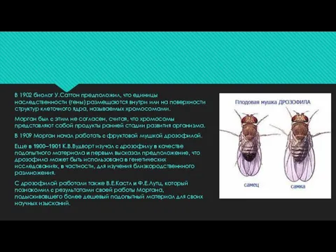 В 1902 биолог У.Саттон предположил, что единицы наследственности (гены) размещаются внутри или