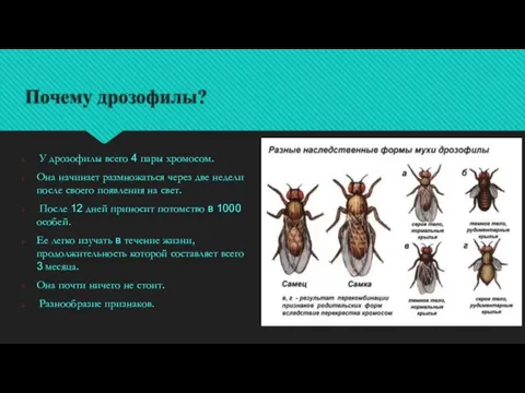 Почему дрозофилы? У дрозофилы всего 4 пары хромосом. Она начинает размножаться через