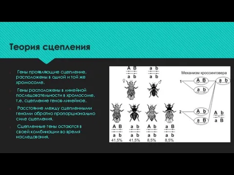 Теория сцепления Гены проявляющие сцепление, расположены в одной и той же хромосоме.