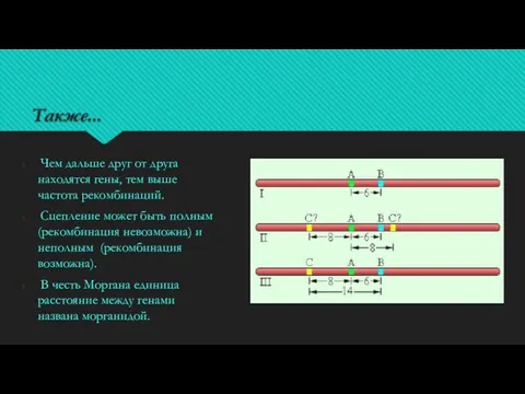 Также... Чем дальше друг от друга находятся гены, тем выше частота рекомбинаций.