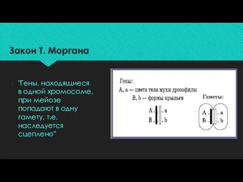 Закон Т. Моргана "Гены, находящиеся в одной хромосоме, при мейозе попадают в