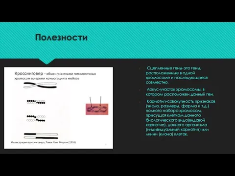 Полезности Сцепленные гены-это гены, расположенные в одной хромосоме и наследующиеся совместно. Локус-участок