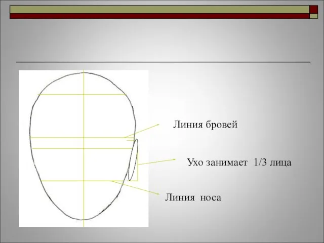 Линия бровей Линия носа Ухо занимает 1/3 лица