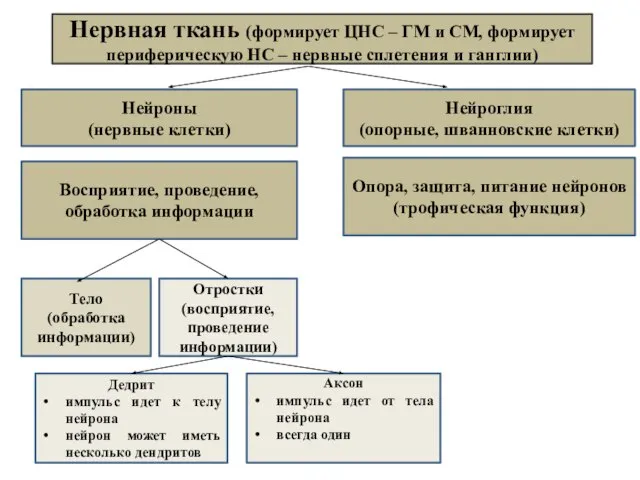 Нервная ткань (формирует ЦНС – ГМ и СМ, формирует периферическую НС –