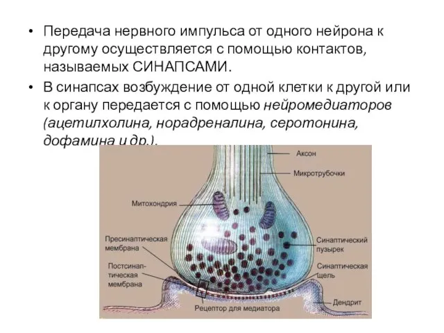 Передача нервного импульса от одного нейрона к другому осуществляется с помощью контактов,