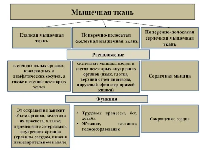 Мышечная ткань Гладкая мышечная ткань Поперечно-полосатая скелетная мышечная ткань Поперечно-полосатая сердечная мышечная