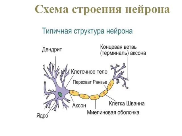 Схема строения нейрона