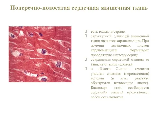 Поперечно-полосатая сердечная мышечная ткань есть только в сердце. структурной единицей мышечной ткани