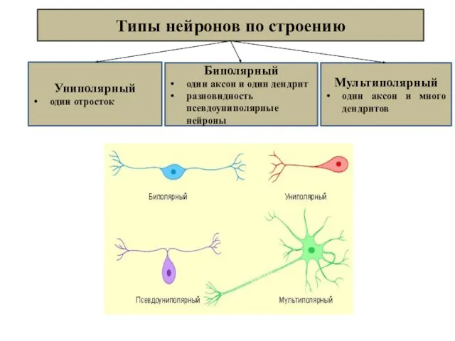 Типы нейронов по строению Униполярный один отросток Биполярный один аксон и один