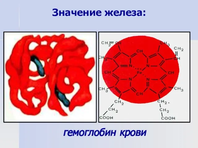 Значение железа: гемоглобин крови