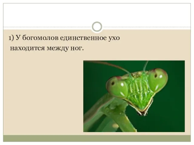 1) У богомолов единственное ухо находится между ног.