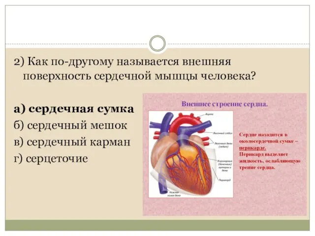 2) Как по-другому называется внешняя поверхность сердечной мышцы человека? а) сердечная сумка