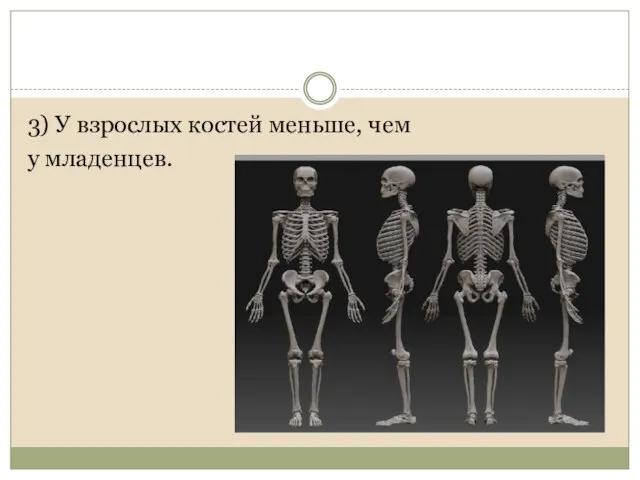 3) У взрослых костей меньше, чем у младенцев.