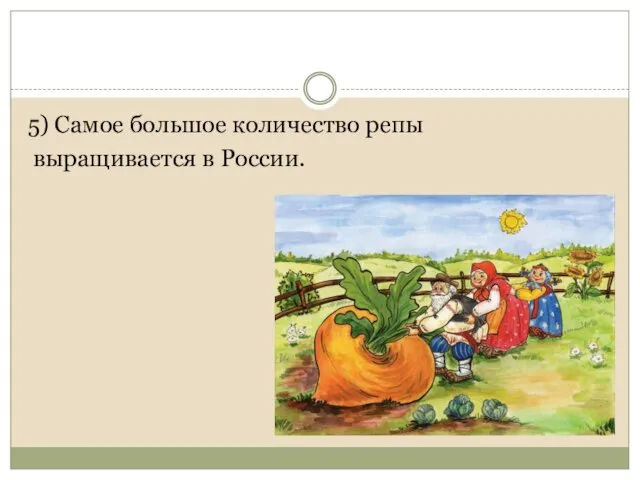 5) Самое большое количество репы выращивается в России.