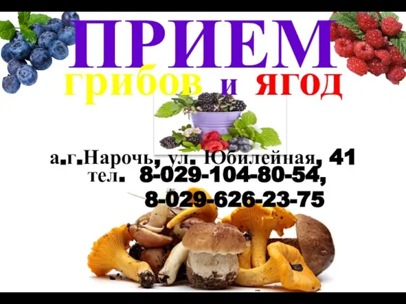 ПРИЕМ тел. 8-029-104-80-54, 8-029-626-23-75 а.г.Нарочь, ул. Юбилейная, 41 грибов и ягод