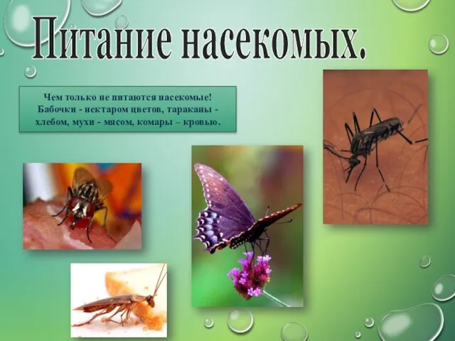 Питание насекомых. Чем только не питаются насекомые! Бабочки - нектаром цветов, тараканы