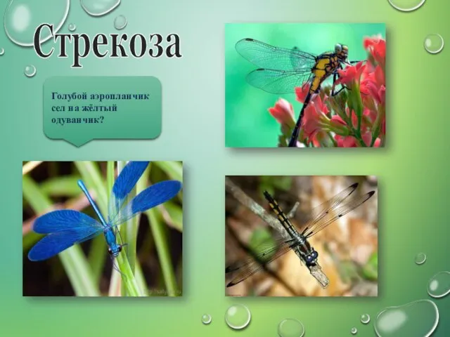 Стрекоза Голубой аэропланчик сел на жёлтый одуванчик?