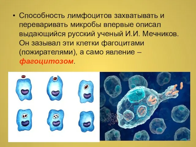 Способность лимфоцитов захватывать и переваривать микробы впервые описал выдающийся русский ученый И.И.
