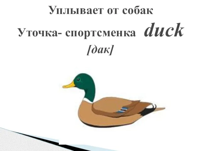 Уплывает от собак Уточка- спортсменка duck [дак]